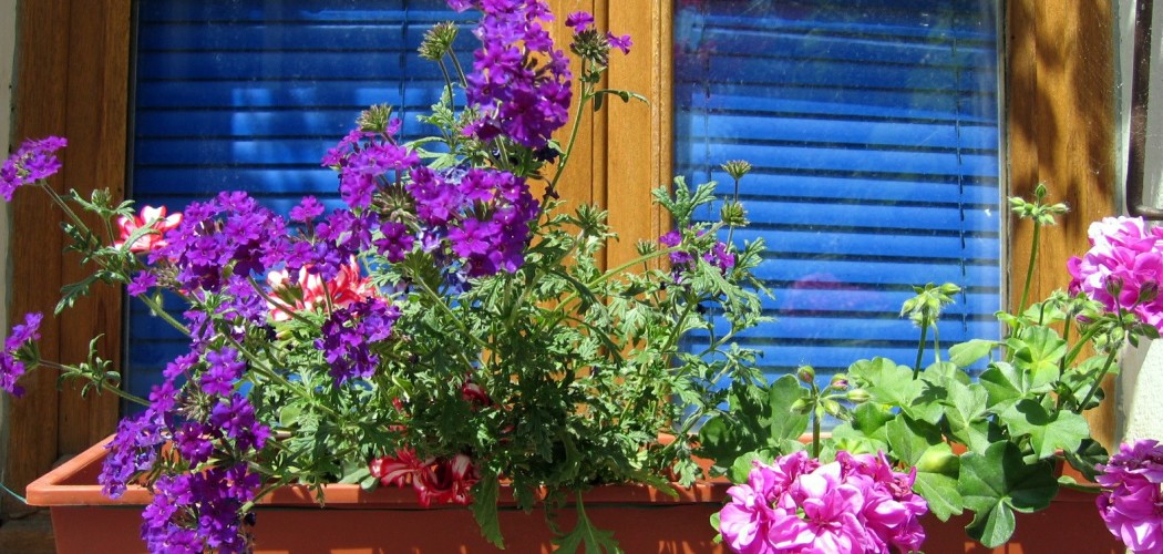 window box by jenny downing (CC BY 2.0)