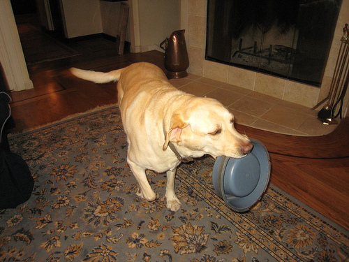 Do It Yourself Moving – Moving with Pets