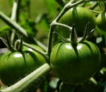 Green Tomatoes in a Backyard Garden