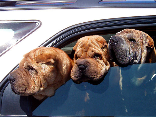 roll up the window
