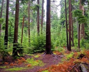 save the forests
