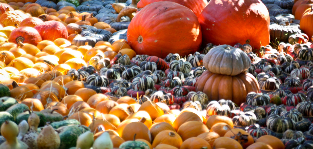 Vegetarian Thanksgiving Recipes Moving Happiness Home