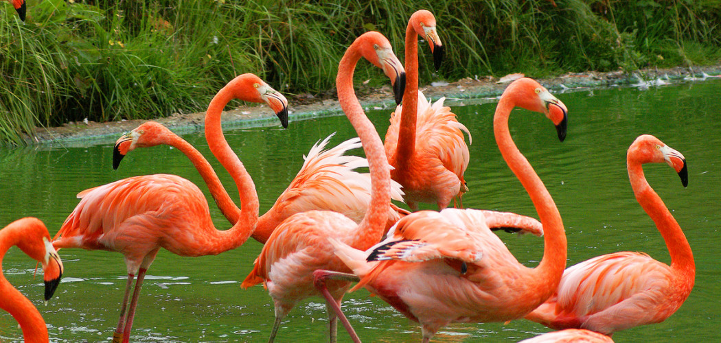 American dream thesis flamingo rising 05 image