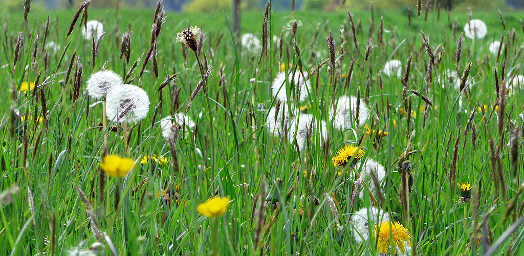 Meadow by Andrew Gustar (CC BY-ND 2.0)