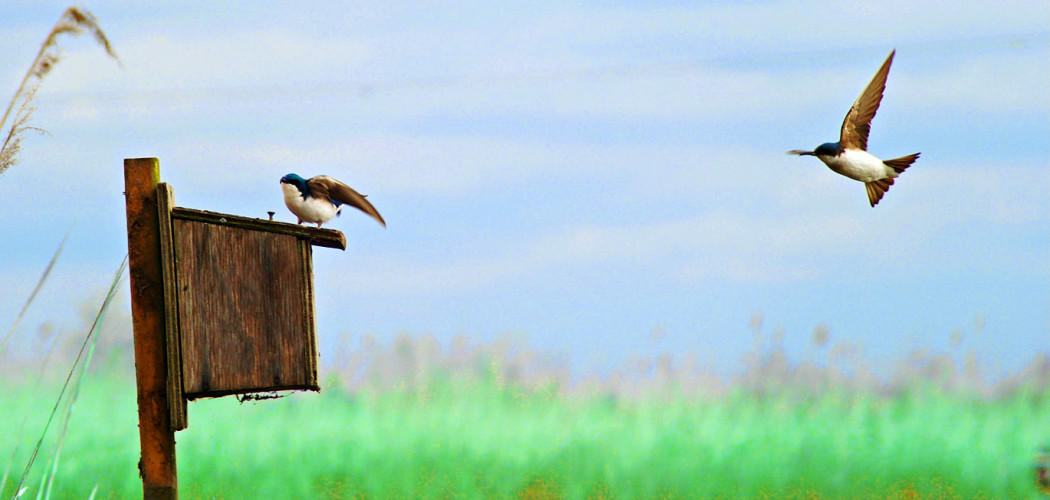 swallow 6664 by Nesster (CC BY-SA 2.0)