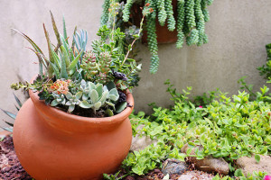 succulents in a pot in a garden by ProFlowers.com (CC BY 2.0)